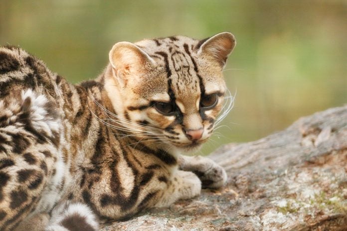 Close up on a margay leopardus