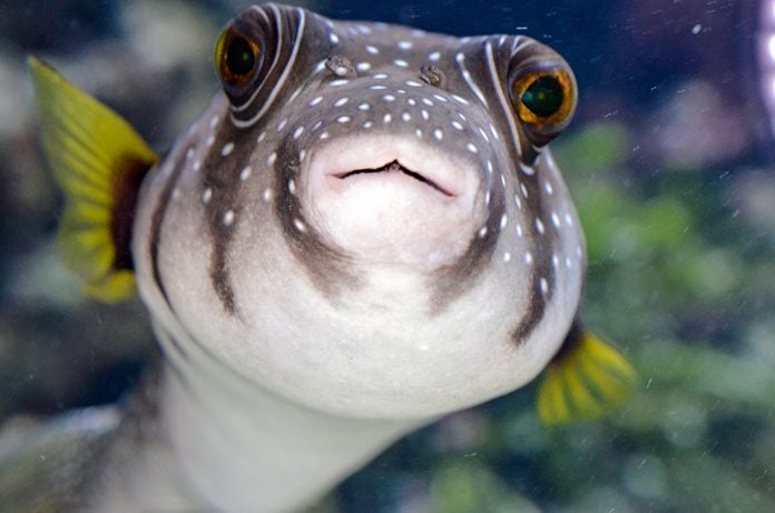 Portrait Of A Japanese Balloon Fish Watching At The Camera