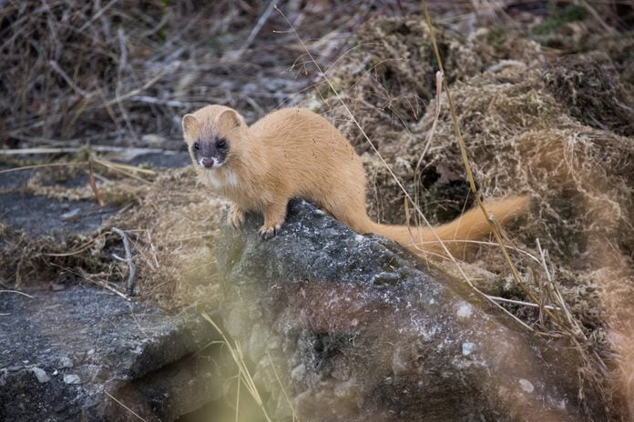 a wild weasel pictured in japan