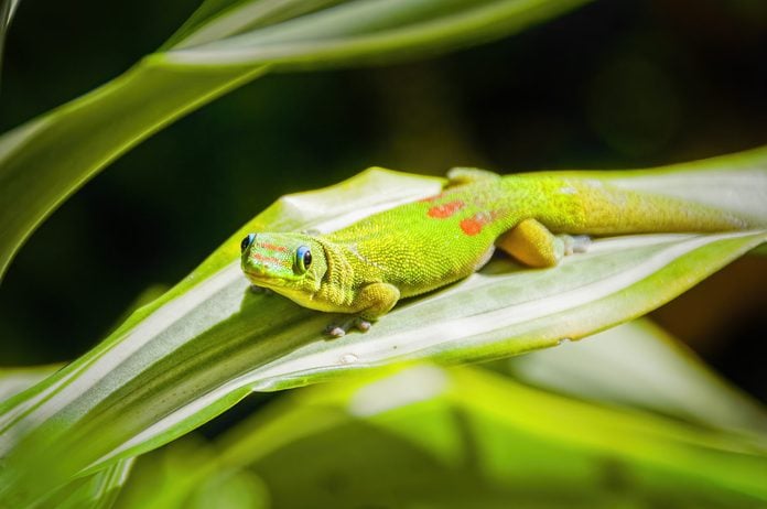 Gold Dust Day Gecko