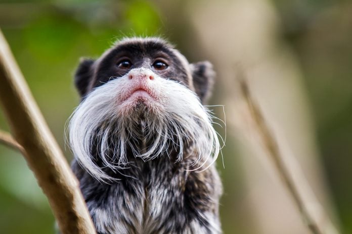 Tamarin monkey