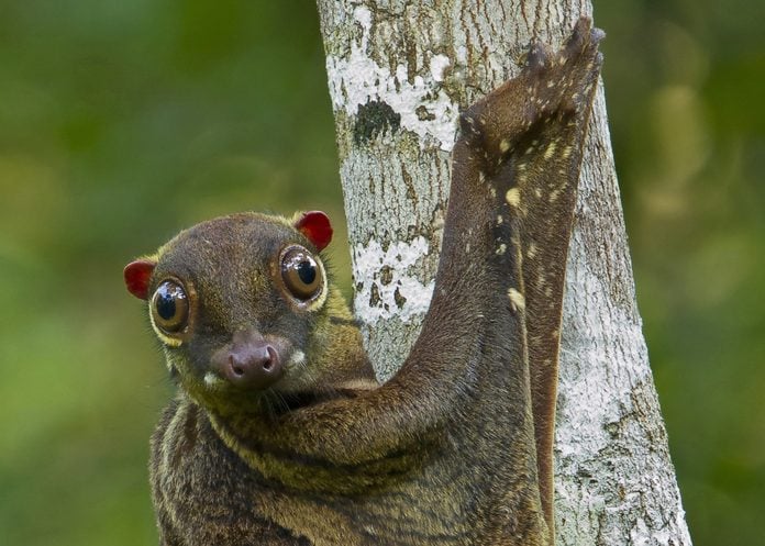 Malayan Colugo