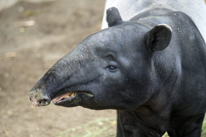 Malayan Tapir