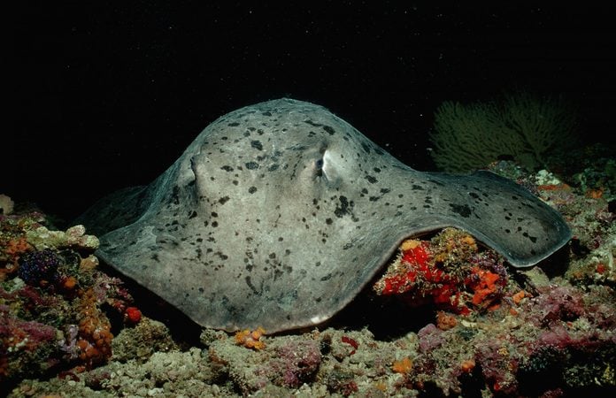 Black-spotted Stingray (Taeniura meyeni).