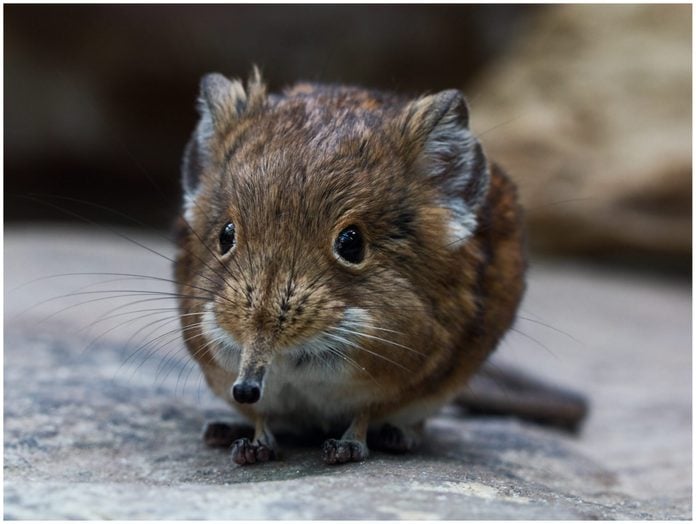 Round eared elephant shrew