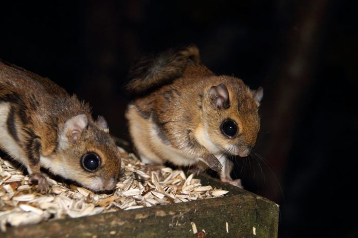 Japanese dwarf flying squirrel