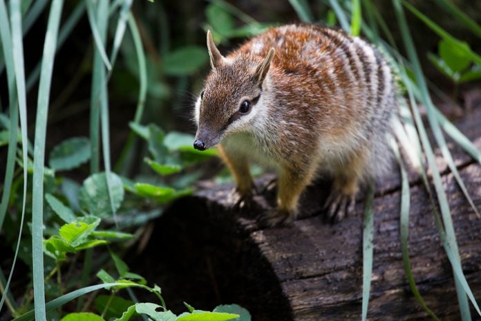 Numbat