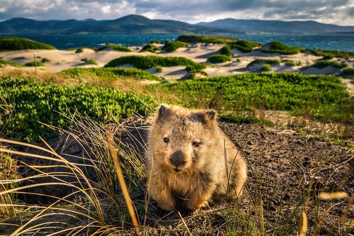 Wombat at Lesueur Point. Maria Island, Tasmania