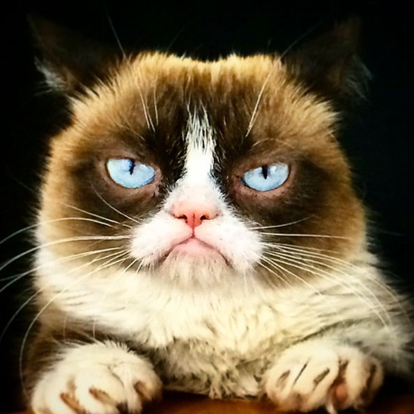 Grumpy Cat