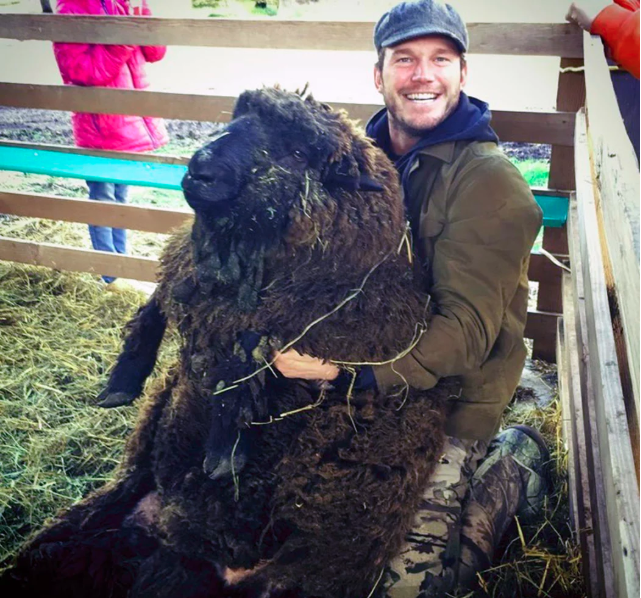 Chris Pratt may be a big movie star, but he loves his #farmlife. Pratt shared a snap with one of his prize-winning sheep on Instagram.