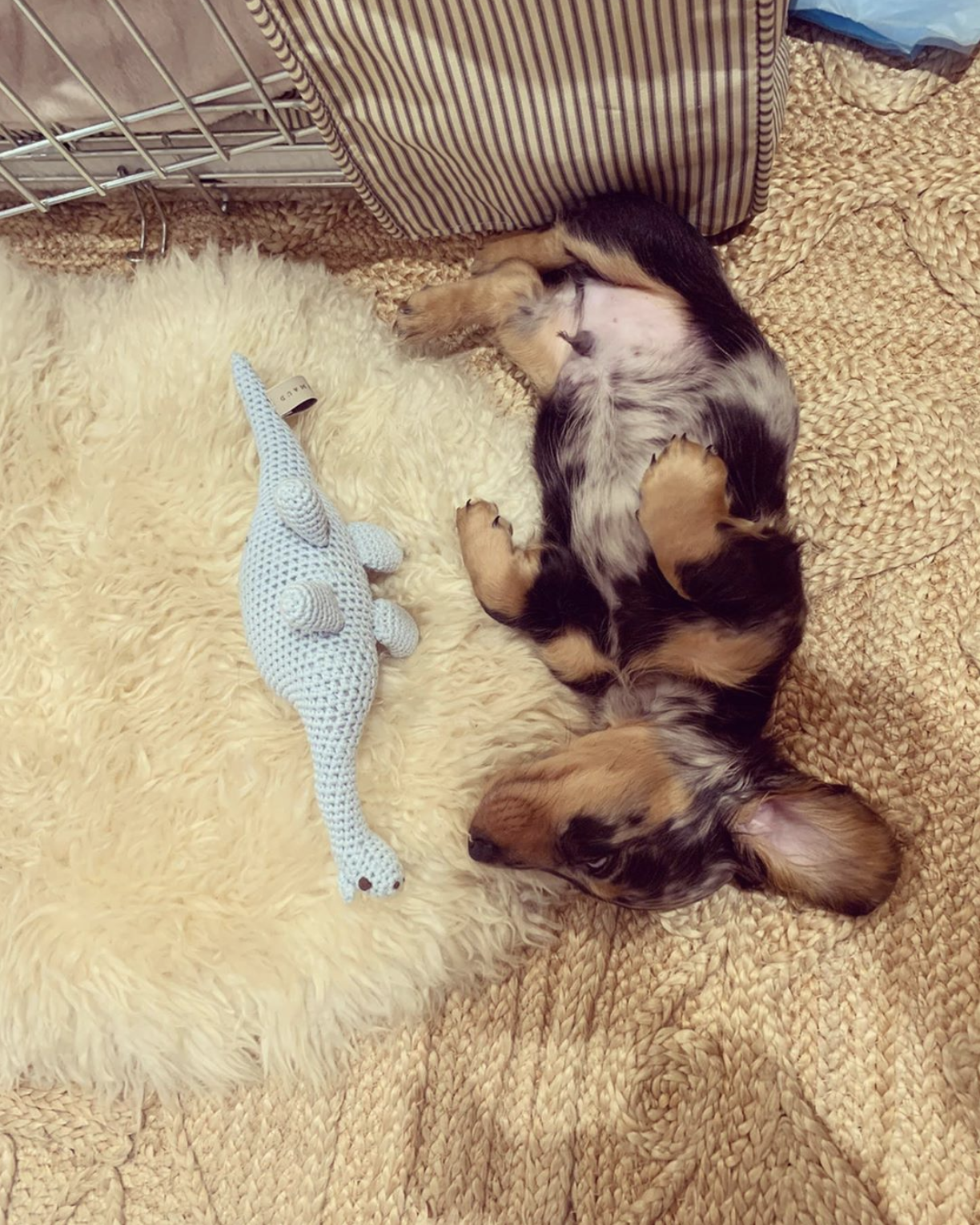 Emilia Clarke shared adorable photos of her new puppy on Instagram, introducing him as her