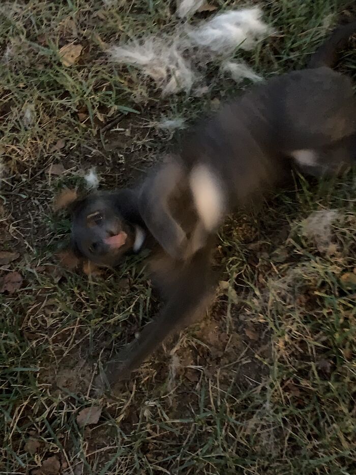 Evan Playing With Dog Hair