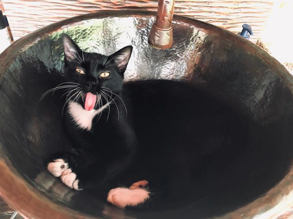 Jada Pinkett Smith posted a couple of photos of her kitten sleeping in the sink on Instagram on April 10, 2019. After refusing to move when Pinkett Smith wanted to brush her teeth, the kitten