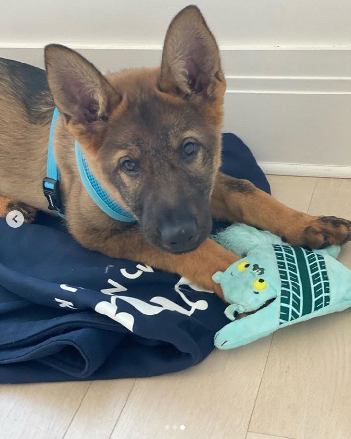 Welcome to the family, Gino! Priyanka Chopra surprised husband Nick Jonas with a fuzzy new addition to their family on Nov. 26, 2019: a German shepherd puppy named Gino.