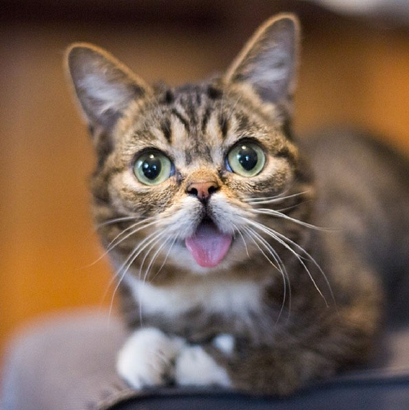 Lil Bub The Rescue Cat