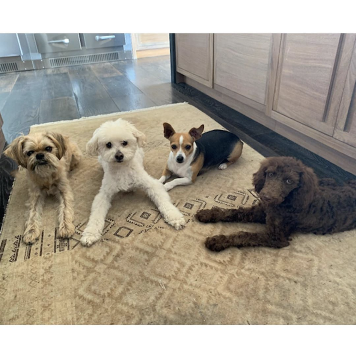 Mrs. Wallis Browning, right, is a standard poodle rescued by Ellen and wife Portia de Rossi. The couple also shares three other dogs, who Mrs. Wallis Browning looks to be getting along with.