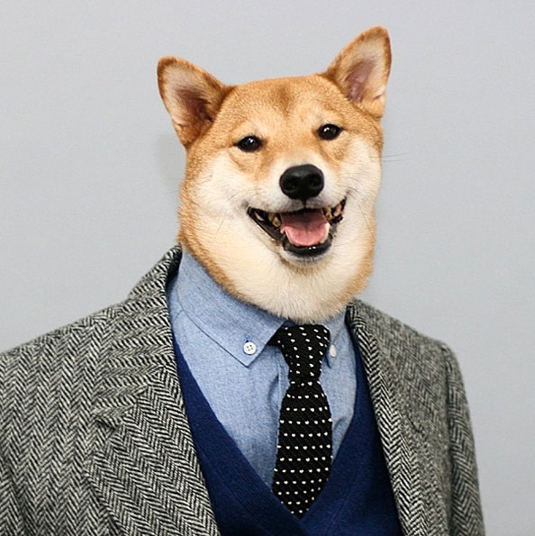 The Menswear Dog