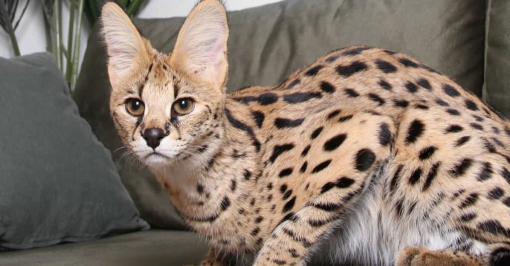 Most Expensive Cat Breeds: Ashera