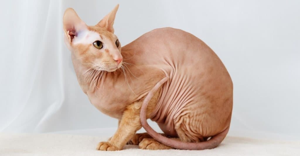 Most Expensive Cat Breeds: Peterbald