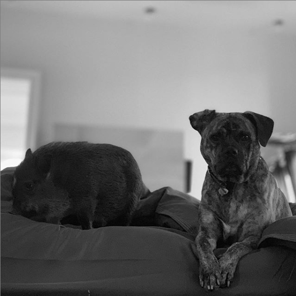 Ariana shares a snap of her pet pig, Piggy Smallz, and her rescued brindle American pitbull terrier, Cinnamon.