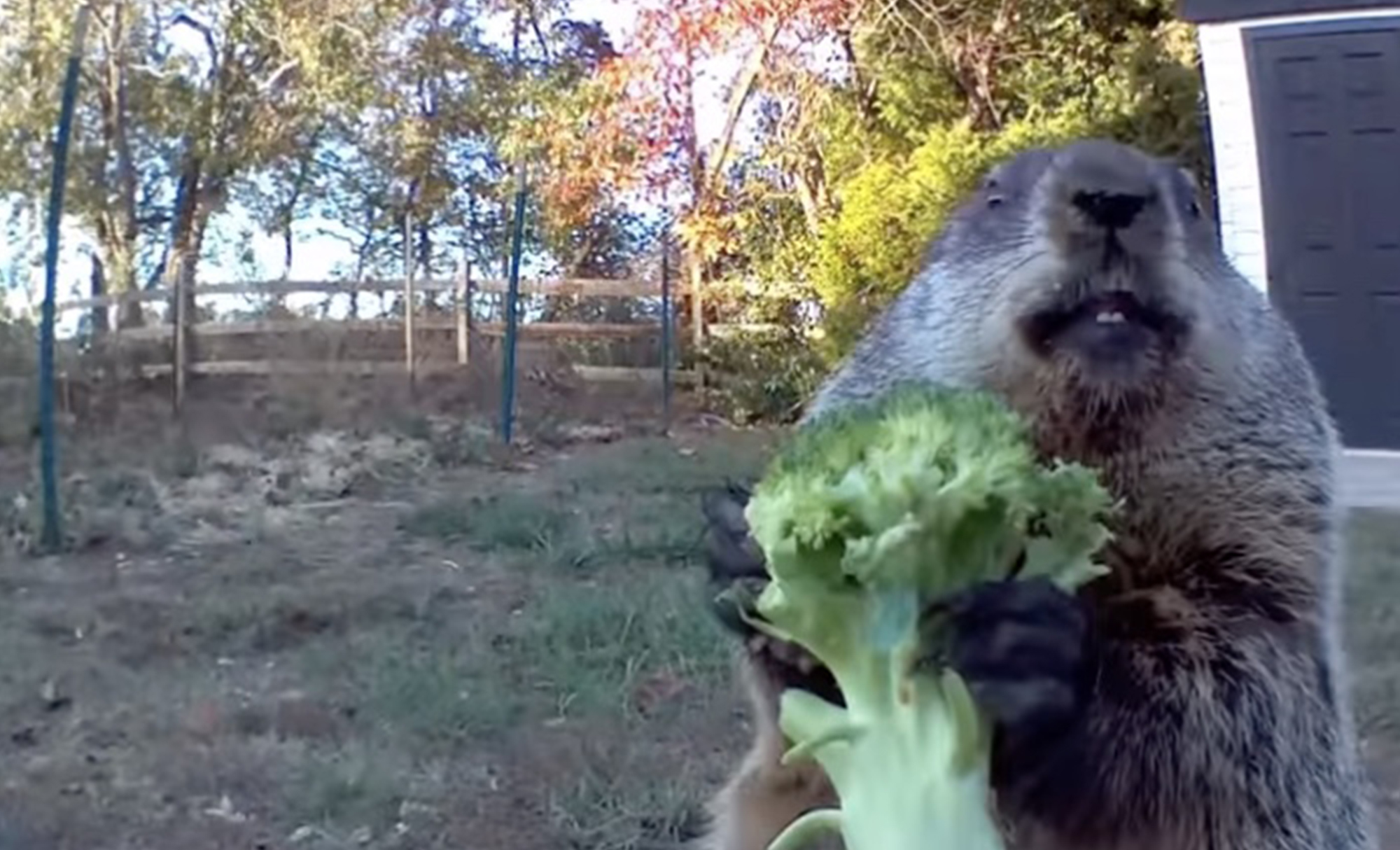 Chunk with broccoli