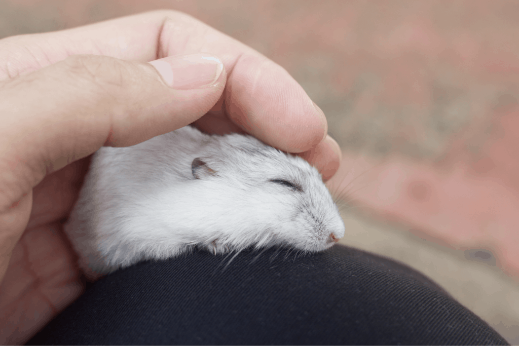 Owner stroking Winter white hamster