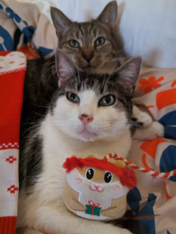 Dodo And Smoosh Are On Santas Good Boys List!