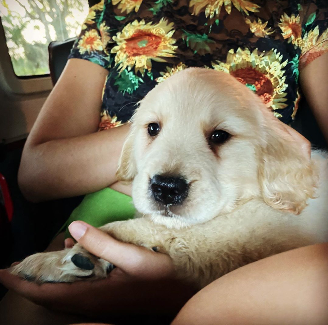 Camila Cabello snuggles up with their new puppy as the couple introduces the newest member of their family on Instagram.