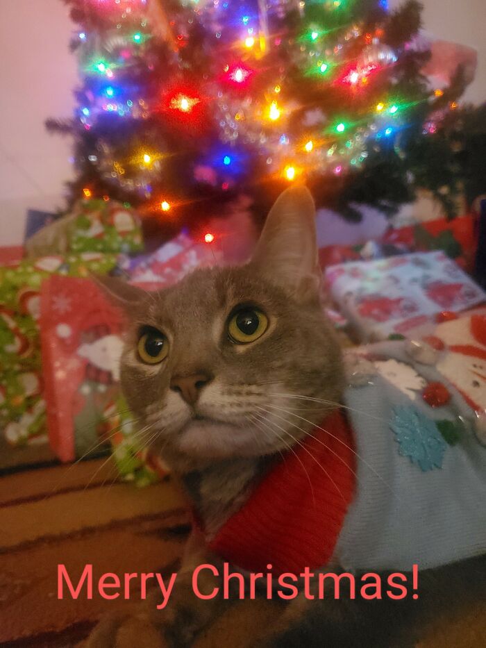 Smokey Loved Her Dad So Much That She Posed Just For Him! I Want To Turn It Into A Christmas Card