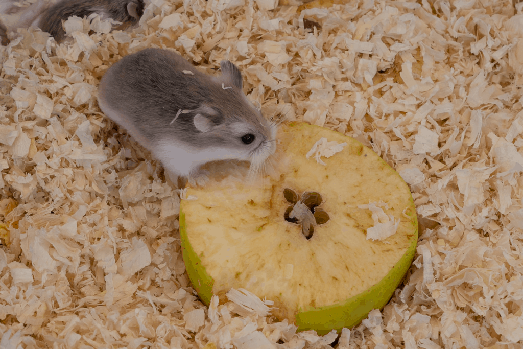 Roborovski hamster eating corn