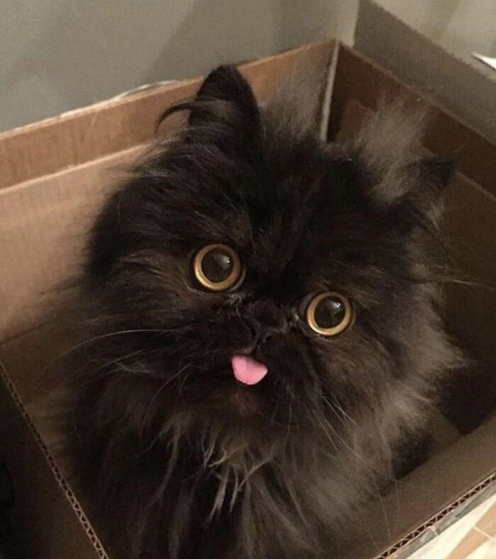 Da Greatest Void-Floof Box Blep Eva