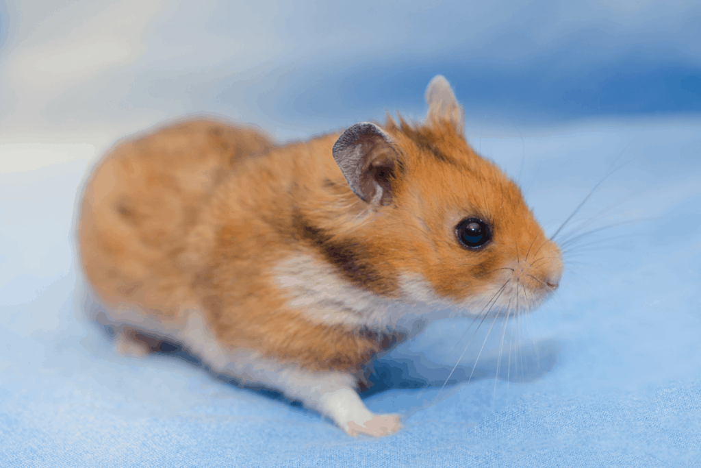 Syrian hamster on blue background