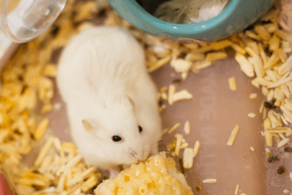 Winter white hamster eating corn