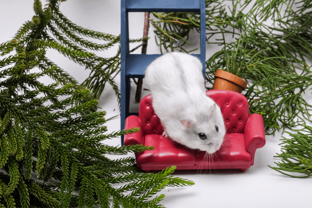 Winter white hamster on a mini chair