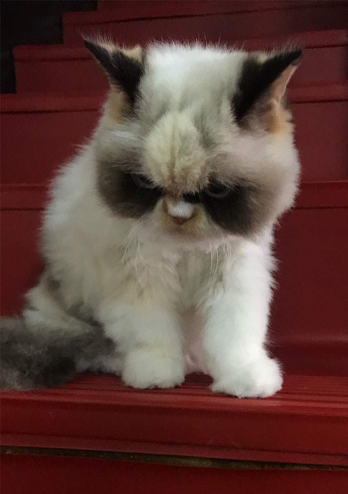 Meet The New Grumpy Cat That Looks Even Angrier Than Her Late Predecessor