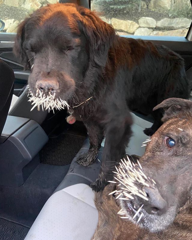 Olympic skier Lindsey Vonn shared a scary photo of dogs Leo and Bear after they got loose and ran into the pointy end of a porcupine.