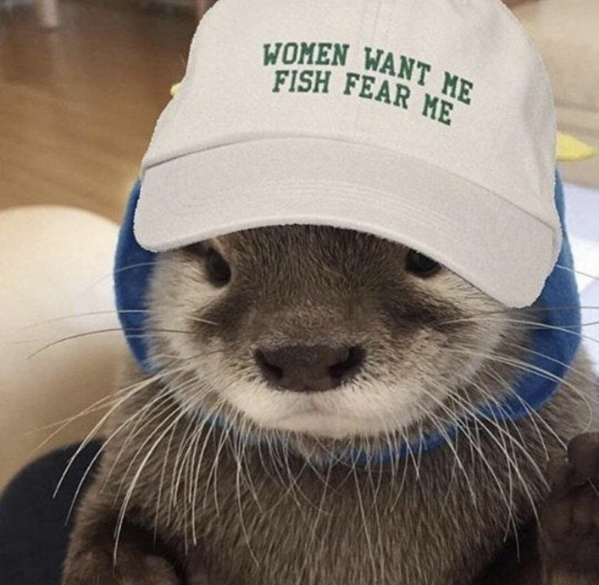 Otter wearing a hat that says, "Women want me, fish fear me"