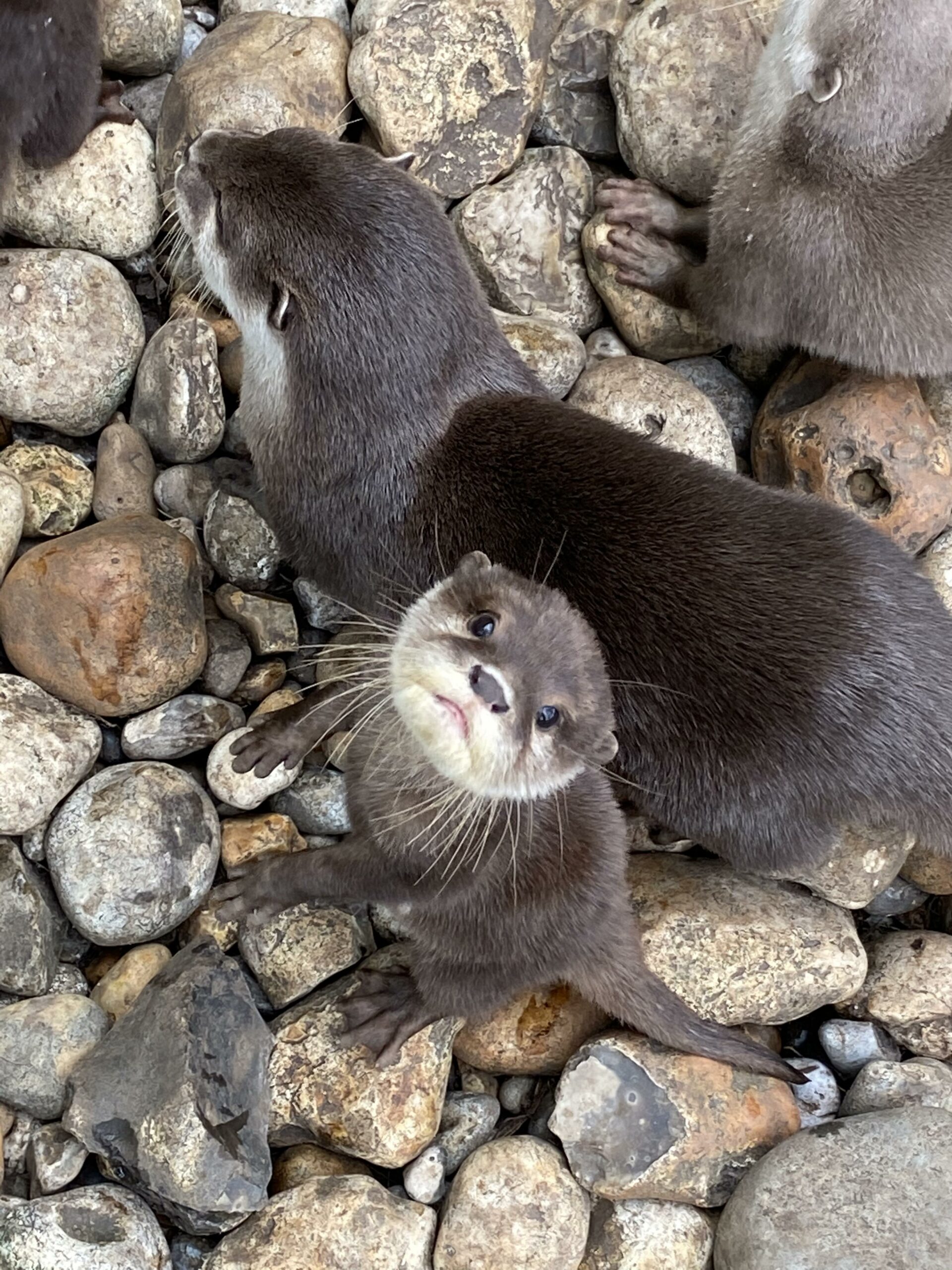 baby otter looking up at the camera