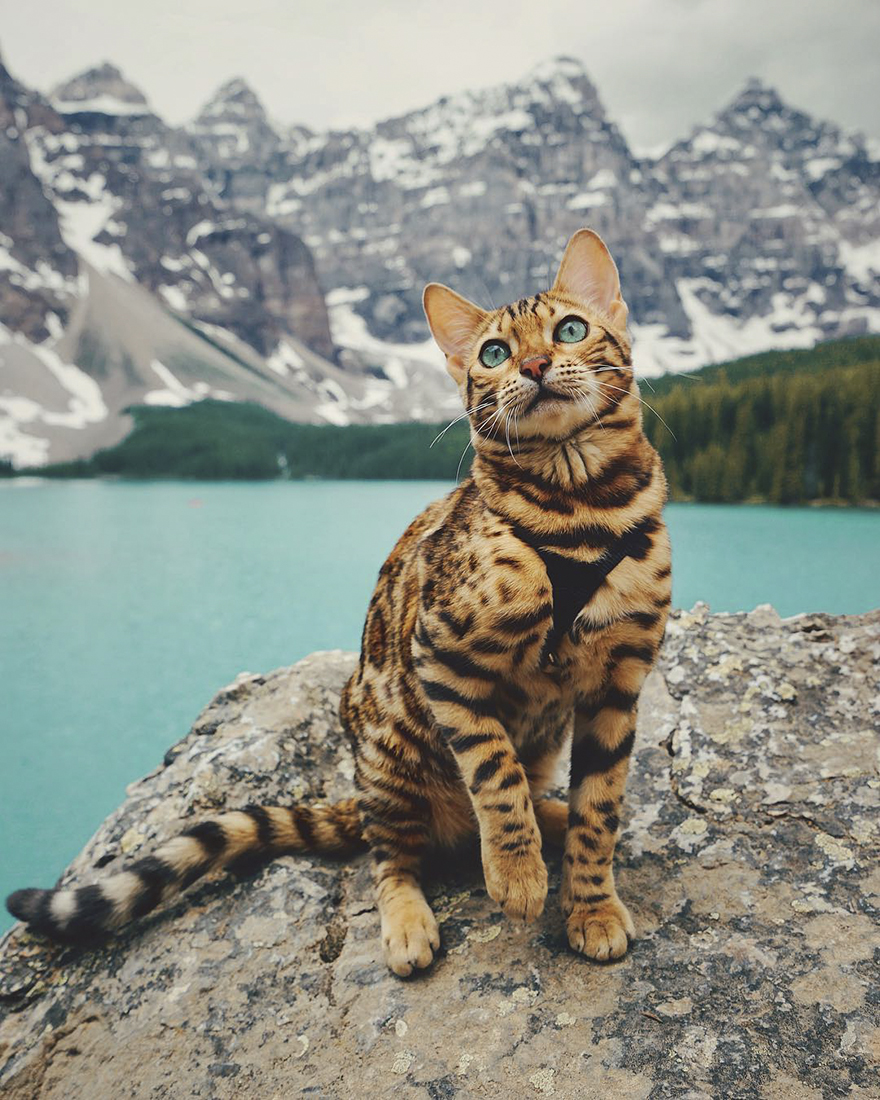 Adventures-suki-the-cat-canada