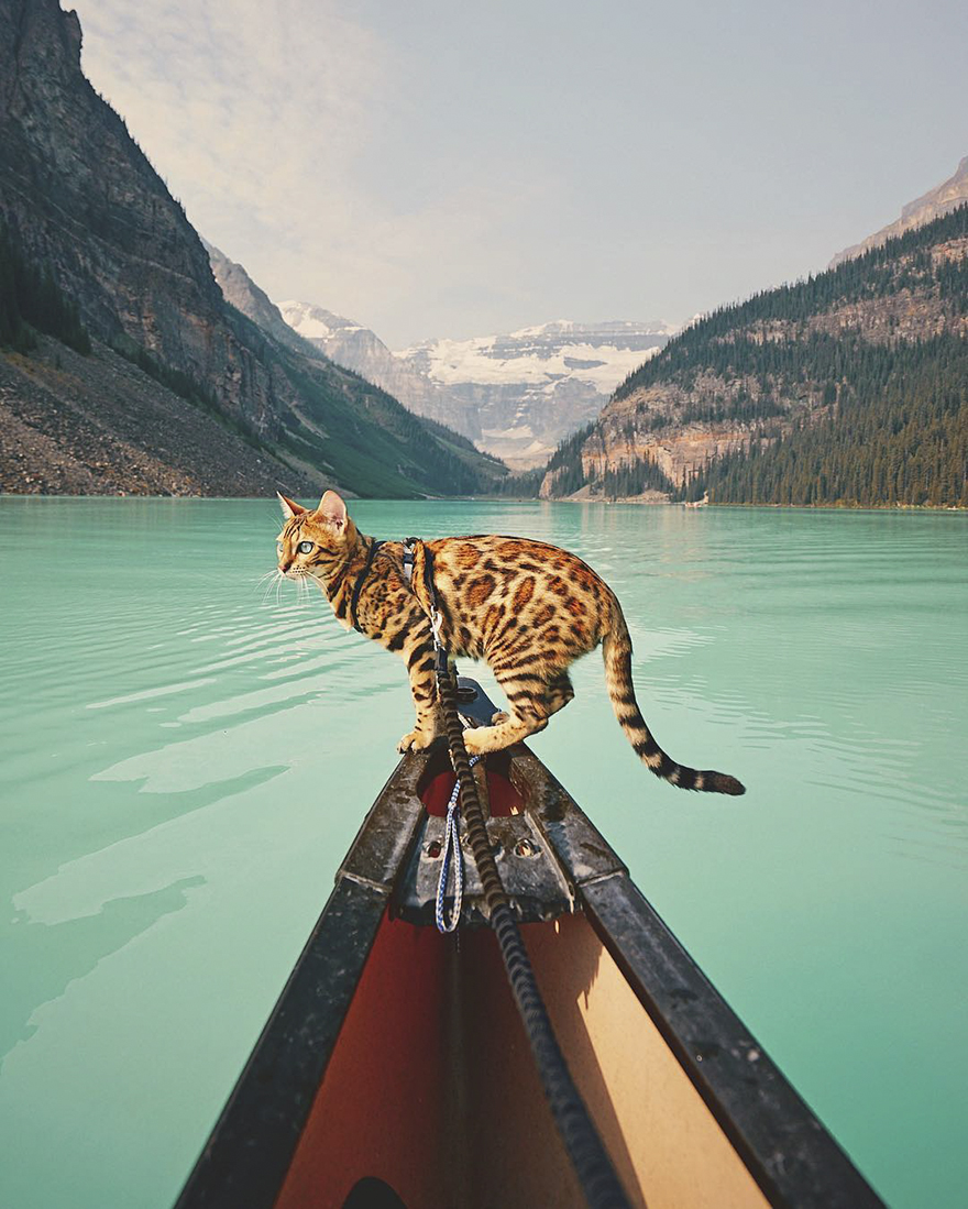 Adventures-suki-the-cat-canada