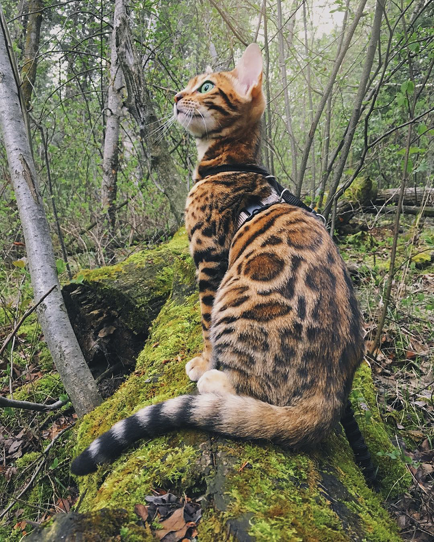 Adventures-suki-the-cat-canada