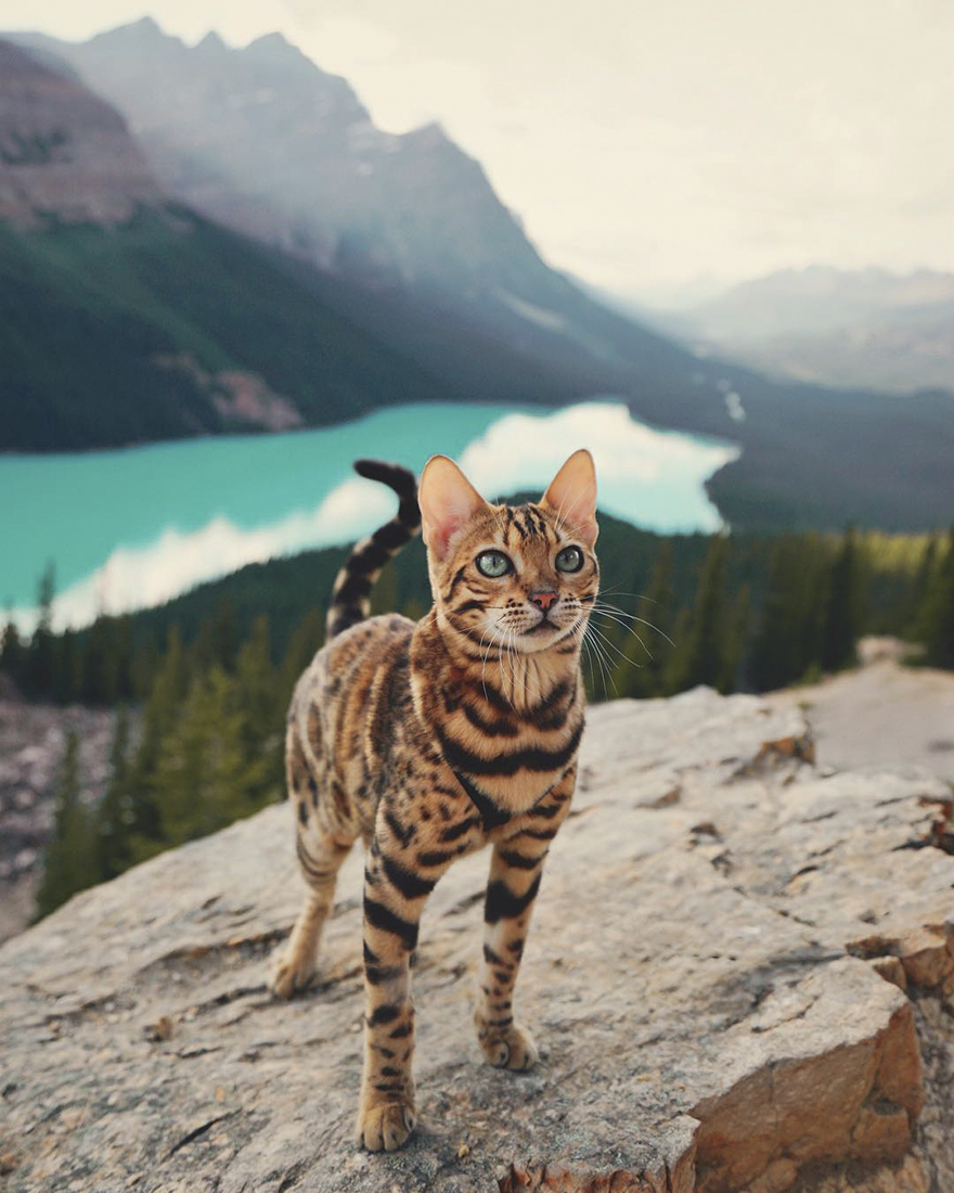 Adventures-suki-the-cat-canada