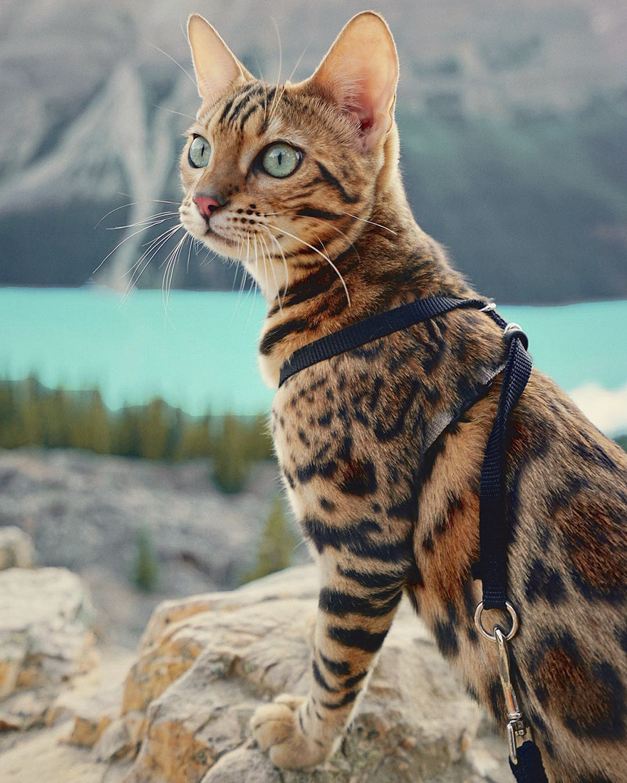 Adventures-suki-the-cat-canada