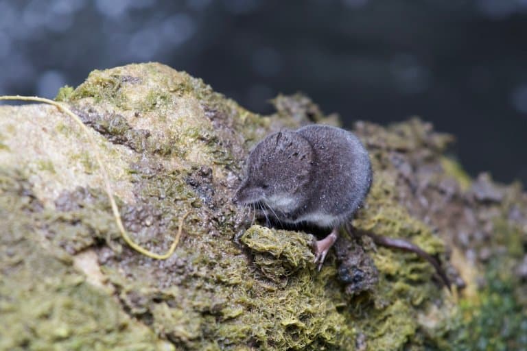 American water shrew, smallest swimming mammal