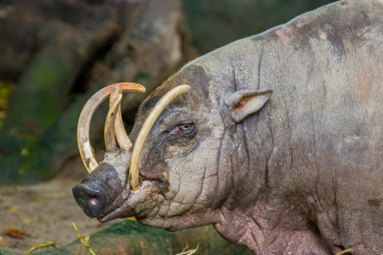 babirusa tusks