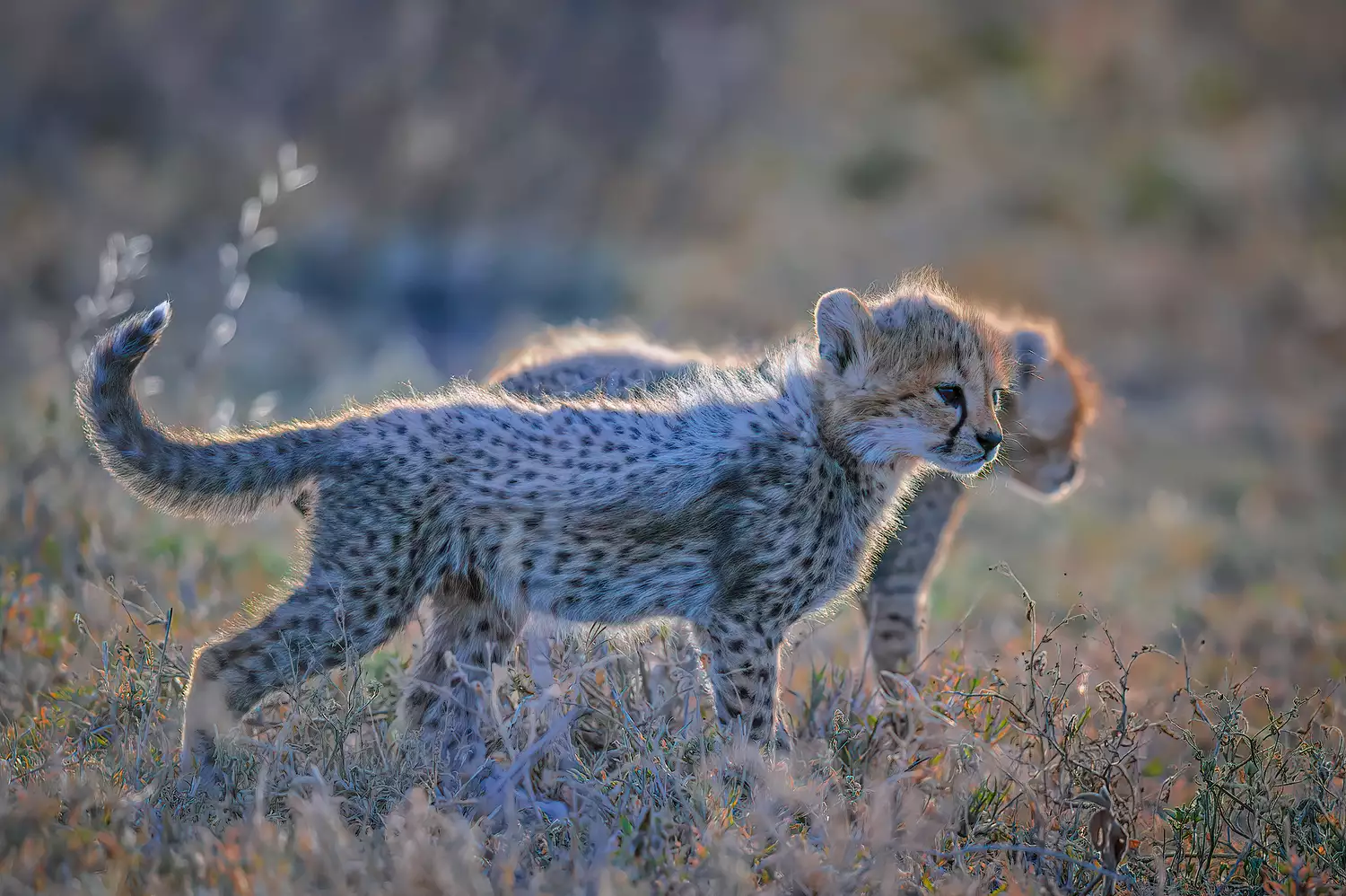 Backlit Cheetah cubs in Ndutu Conservation Area, Tanzania, East Africa