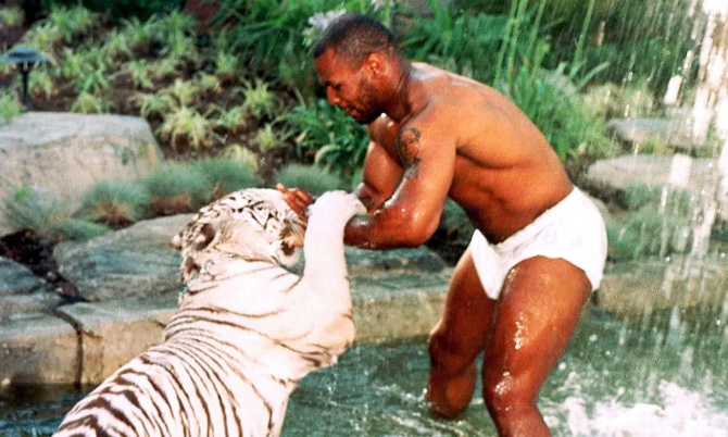 bao mike tyson s hobbies surpass everyone s imagination as he owns a supercar for leisurely drives while accompanied by his pet white tiger 65446ffdea768 Mike Tyson's Hobbies Surpass Everyone's Imagination As He Owns A Supercar For Leisurely Drives While Accompanied By His Pet White Tiger.