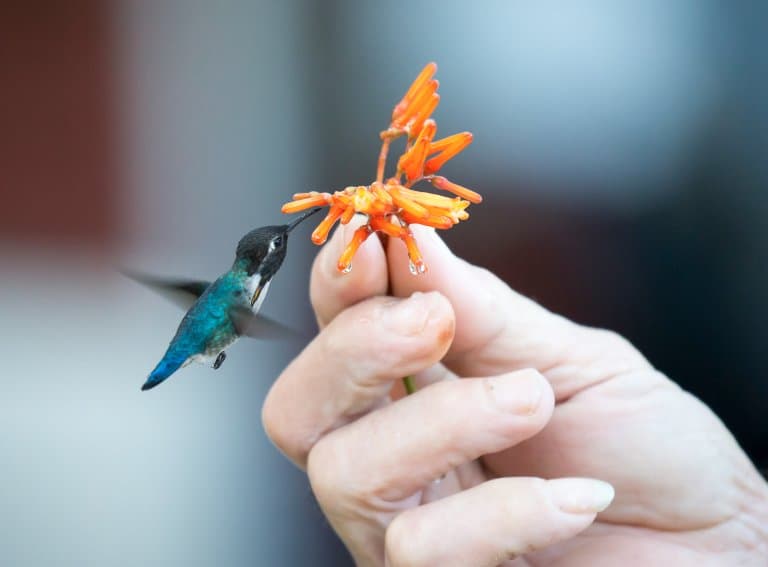 Bee Hummingbird, the smallest bird in the world