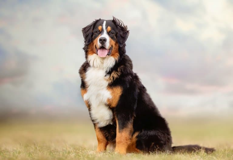 Bernese Mountain Dog