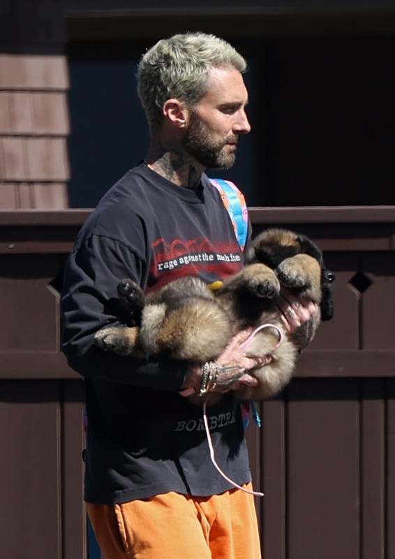 Adam Levine puppy